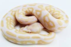 Baby Albino Black Pastel Ball Pythons 