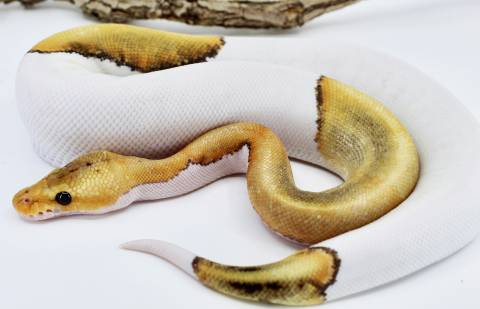 Baby Champagne Pied Ball Pythons