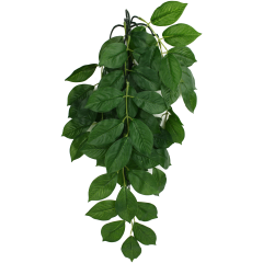 Komodo Green Leaf Climbing Plant Small