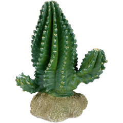 Komodo Columnar Cactus