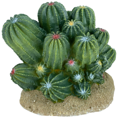 Komodo Barrel Cactus