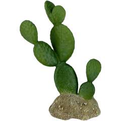 Komodo Prickly Pear Cactus