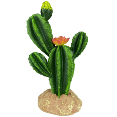 Komodo Flower Cactus
