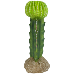 Komodo Moon Cactus