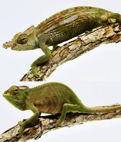Bohme's Two Horned Chameleons