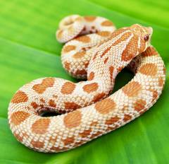 Baby Albino Anaconda Western Hognose Snakes