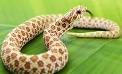 Baby Toffee Belly Western Hognose Snakes