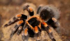 Mexican Red Knee Spiderlings