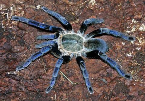 Cobalt Blue Tarantulas Small