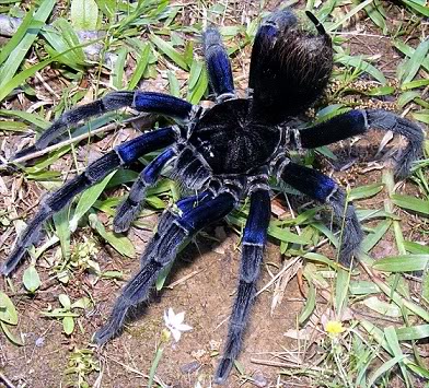 Bolivian Blueleg Bird Eating Tarantulas Medium