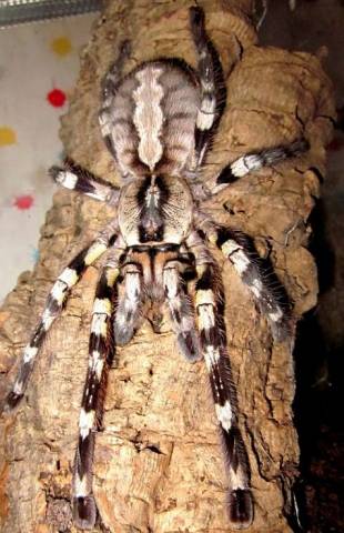 Indian Ornamental Spiderlings
