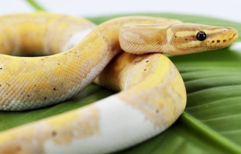 Baby Banana Pastel Piebald Ball Pythons