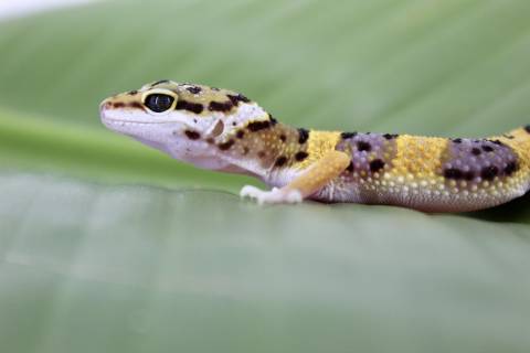 Baby High Yellow Leopard Geckos