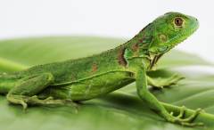 Baby Green Iguanas