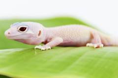 Baby Diablo Blanco Leopard Geckos "solid red eyes"