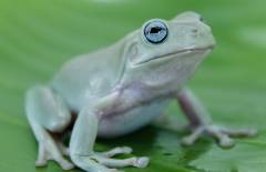 Medium Blue Eyed Australian Whites Tree Frogs