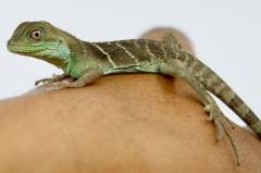 Baby Chinese Water Dragons (Captive Bred)