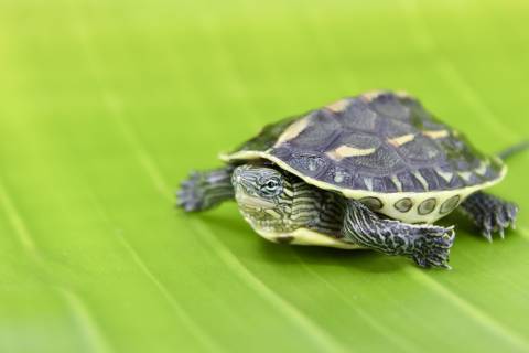 Baby Golden Thread Turtles