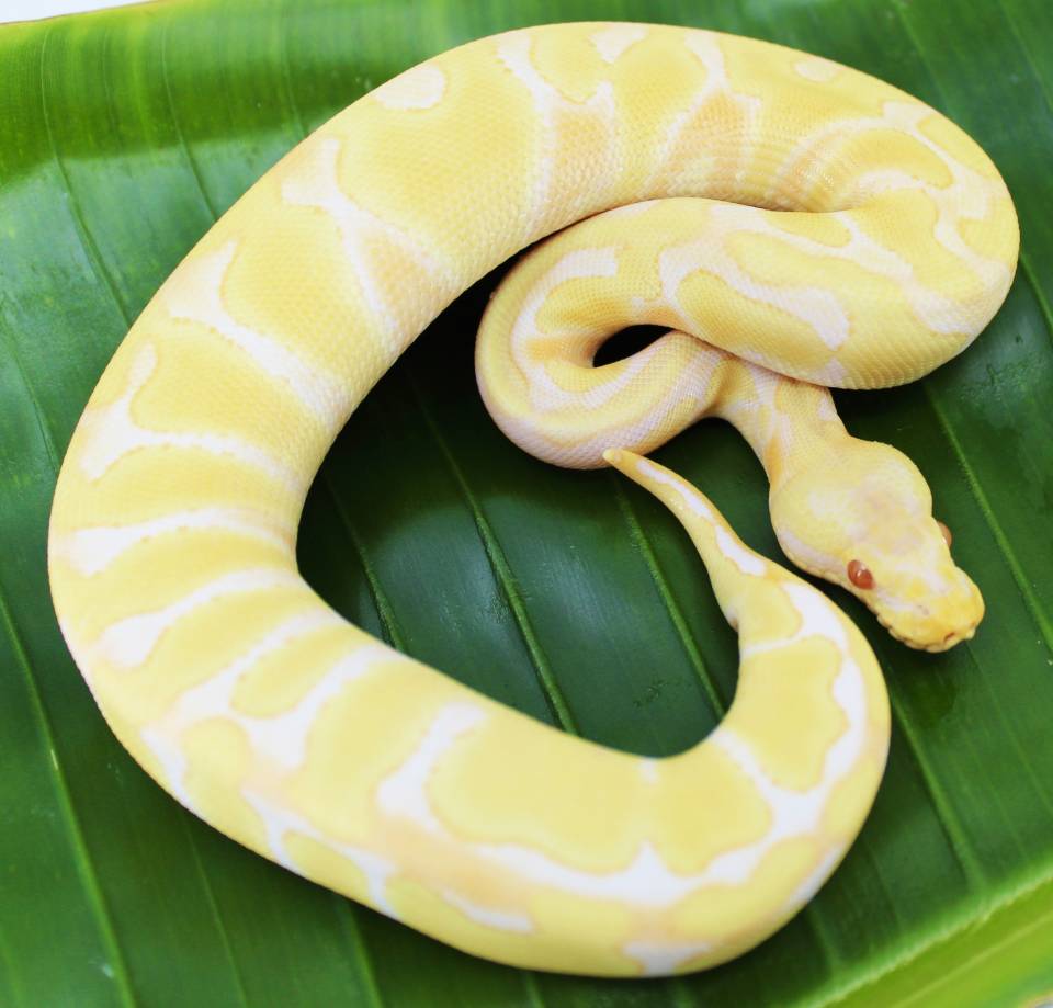 Baby Albino Burmese Python