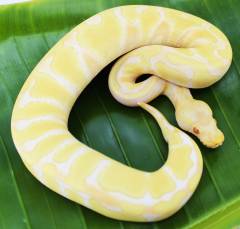 Baby Albino Enchi Ball Pythons