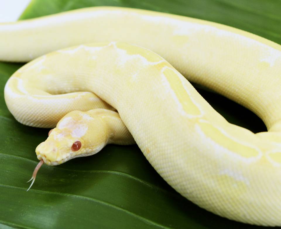 Baby Albino Ball Pythons