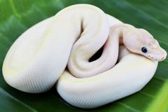 Baby Enchi Ivory Ball Pythons