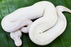 Baby Ivory Pastel Ball Pythons