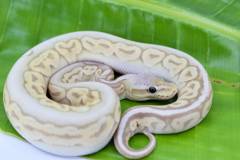 Baby Banana Pewter Genetic Stripe Ball Pythons
