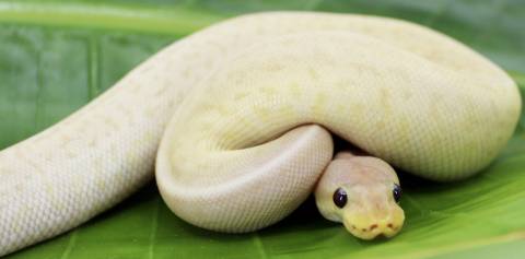 Baby Banana Gargoyle Pinstripe Ball Pythons