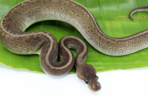 Baby Gargoyle Pinstripe Ball Pythons