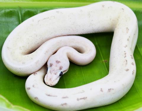 Baby Spider Puma Ball Pythons