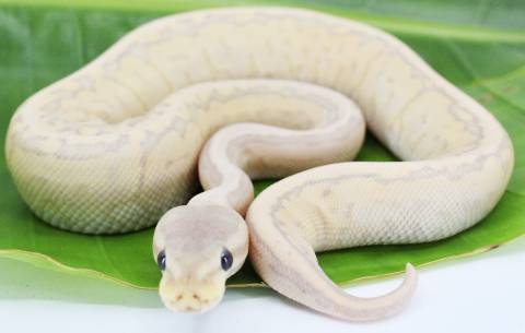 Baby Banana CinnaPin Ball Pythons 