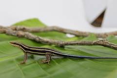 African Blue Tailed Skinks