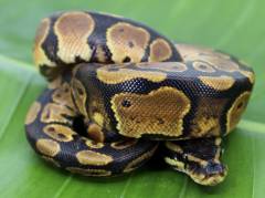 Baby Yellow Belly Ball Pythons