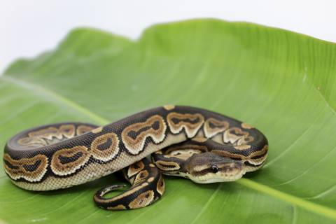 Baby Cinnamon Ball Pythons
