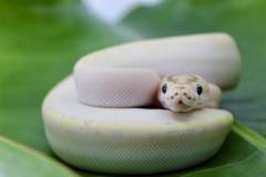 Baby Ivory Pinstripe Ball Pythons