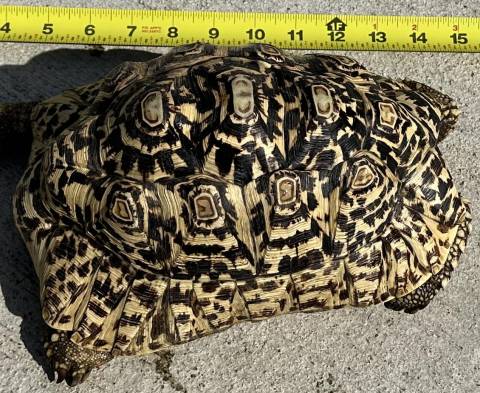 Medium Leopard Tortoises