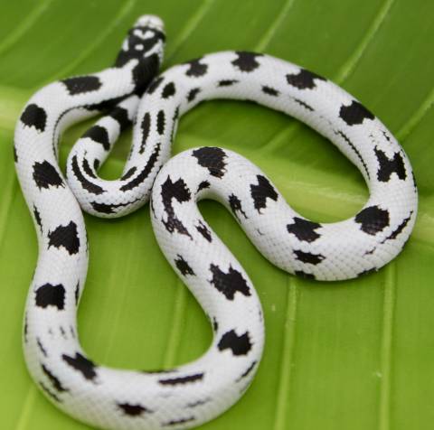 Baby High White California Kingsnakes