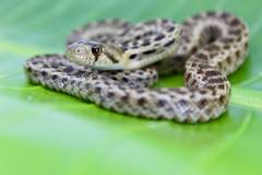 Baby San Diego Gopher Snakes
