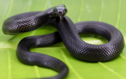 Baby Mexican Black Kingsnakes