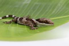 Giant Bent Toe Geckos