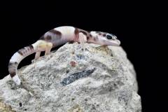 Baby West Indian Leopard Geckos