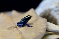Alalapadu Cobalt Tinc Dart Frogs