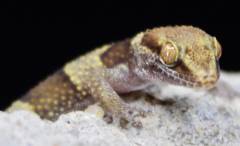 Thick-Toed Banded Geckos