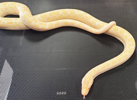 Baby Albino Colombian Rainbow Boas
