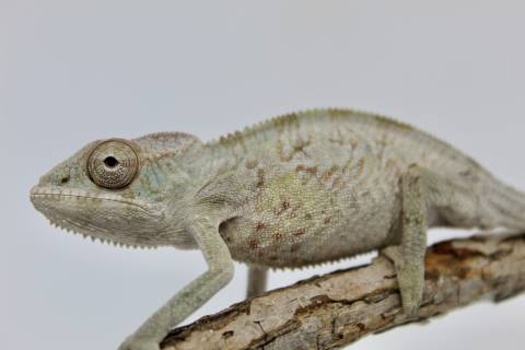 Medium Female Ambilobe Panther Chameleons