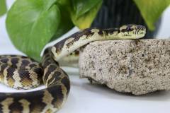 Small Irian Jaya Carpet Pythons
