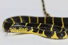 Malaysian Black & Yellow Mangrove Snakes