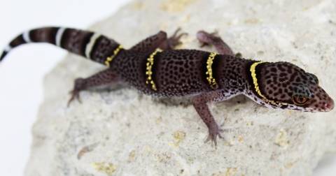 Adult Chinese Cave Geckos (hainanensis)