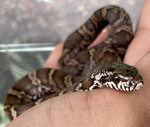 Baby Russian Ratsnakes